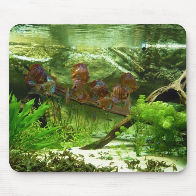 Mousepad Tanque de Symphysodon com peixes de Tetras (Frente)