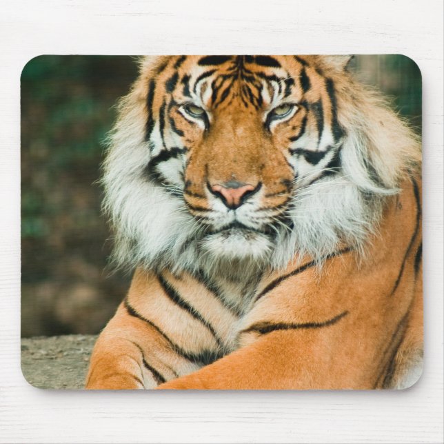 Mousepad Tapete do rato alaranjado do tigre (Frente)