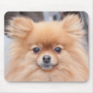 Mousepad Tapete do rato bonito de Pomeranian