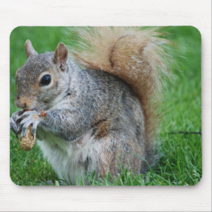 Mousepad Tapete do rato cinzento do esquilo