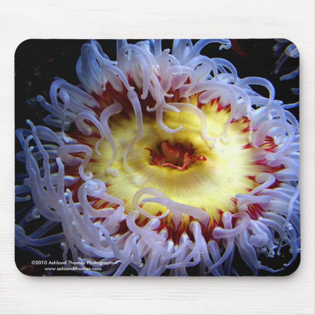 Mousepad Tapete do rato da anêmona de mar (Frente)