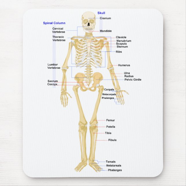 Mousepad Tapete do rato da biologia (Frente)