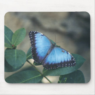 Mousepad Tapete do rato da borboleta