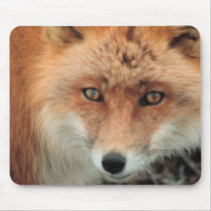 Mousepad Tapete do rato da espécie do Fox