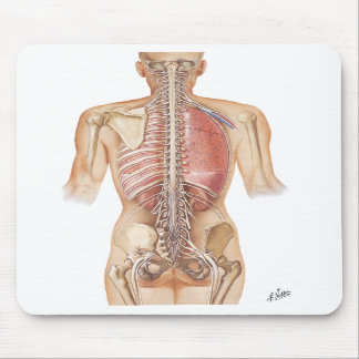 Mousepad Tapete do rato da espinha do Netter