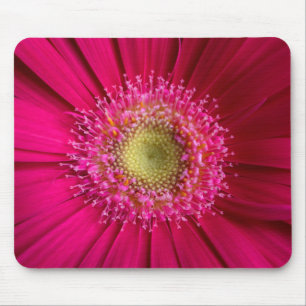 Mousepad Tapete do rato da margarida do Gerbera