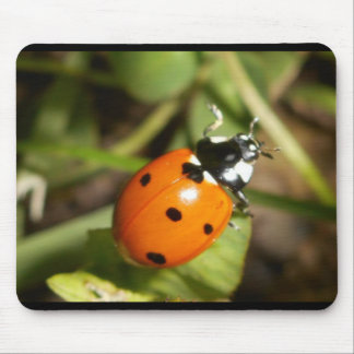 Mousepad Tapete do rato da senhora Desinsetar