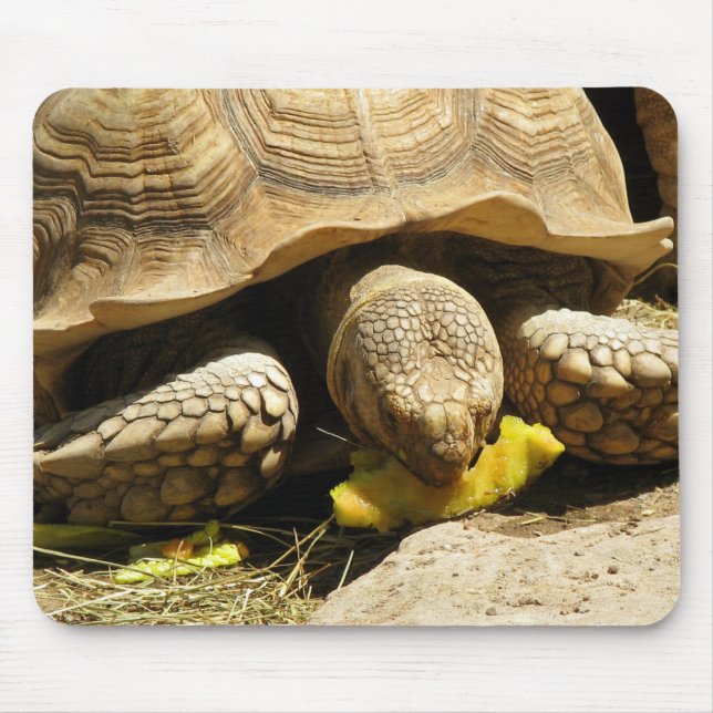 Mousepad Tapete do rato da tartaruga (Frente)