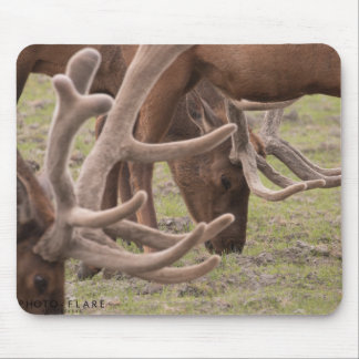 Mousepad Tapete do rato de Alaska