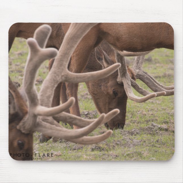 Mousepad Tapete do rato de Alaska (Frente)