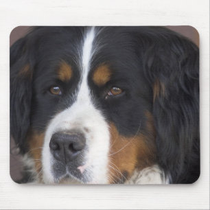 Mousepad Tapete do rato de Berner Sennenhund