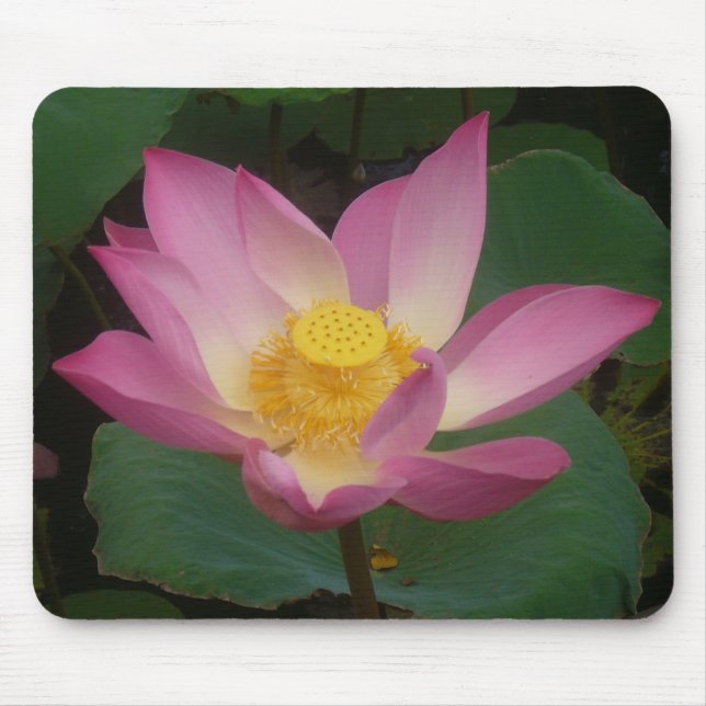 Mousepad Tapete do rato de Lotus (Frente)