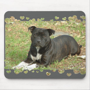 Mousepad Tapete do rato de Staffordshire bull terrier