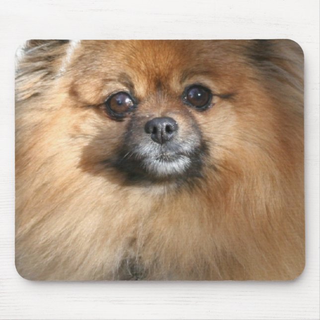 Mousepad Tapete do rato diminuto de Pomeranian (Frente)