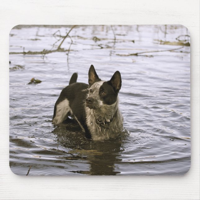 Mousepad Tapete do rato do cão de Queensland Heeler (Frente)