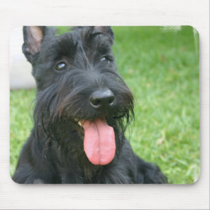 Mousepad Tapete do rato do cão de Terrier do Scottish