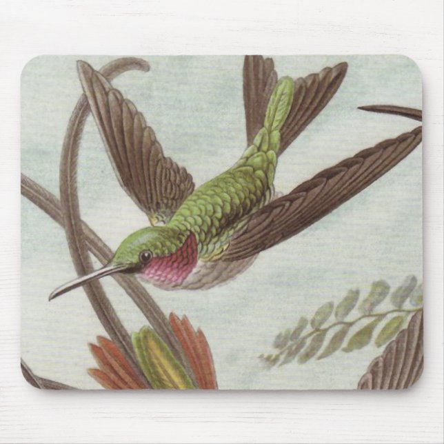 Mousepad Tapete do rato do colibri de Ernst Haeckel (Frente)
