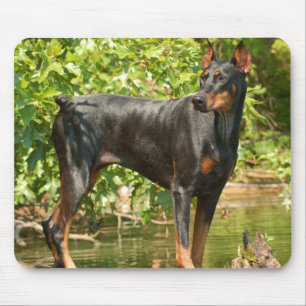 Mousepad Tapete do rato do Doberman