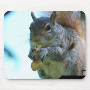 Mousepad Tapete do rato do esquilo