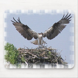 Mousepad Tapete do rato do ninho do Osprey