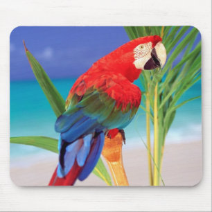 Mousepad Tapete do rato do papagaio