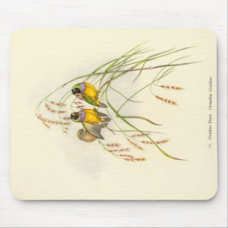 Mousepad Tapete do rato do passarinho de Gould - de