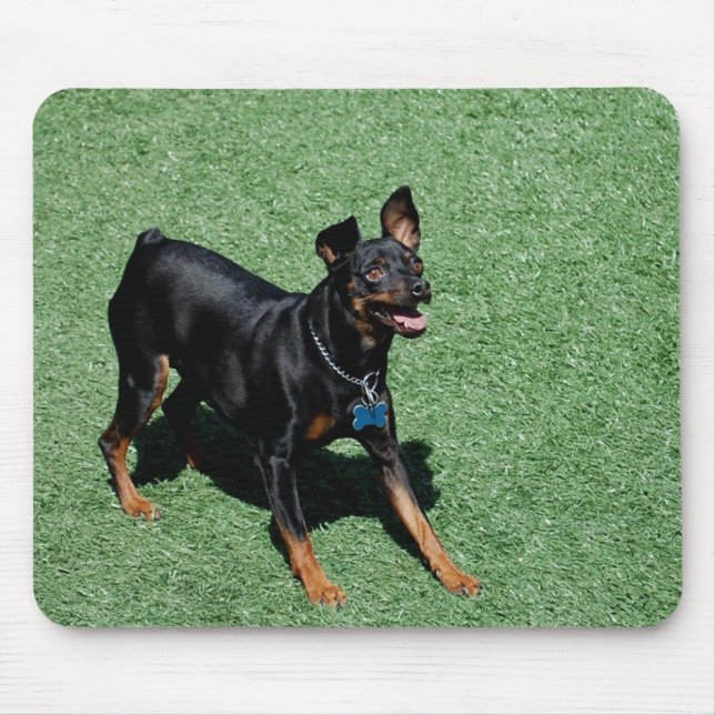 Mousepad Tapete do rato do Pinscher diminuto (Frente)