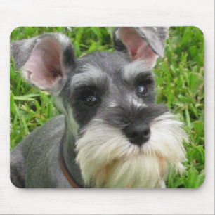 Mousepad Tapete do rato do Schnauzer diminuto