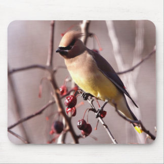 Mousepad Tapete do rato do Waxwing de cedro
