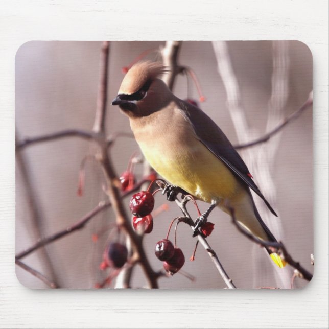 Mousepad Tapete do rato do Waxwing de cedro (Frente)