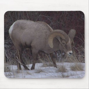 Mousepad Tapete do rato dos carneiros do Big Horn