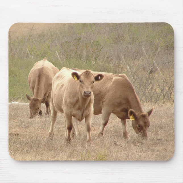 Mousepad tapete do rato dos cinzas de Murray (Frente)