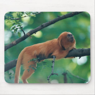 MOUSEPAD TAPETE DO RATO DOURADO DO MARMOSET DO MACACO DO