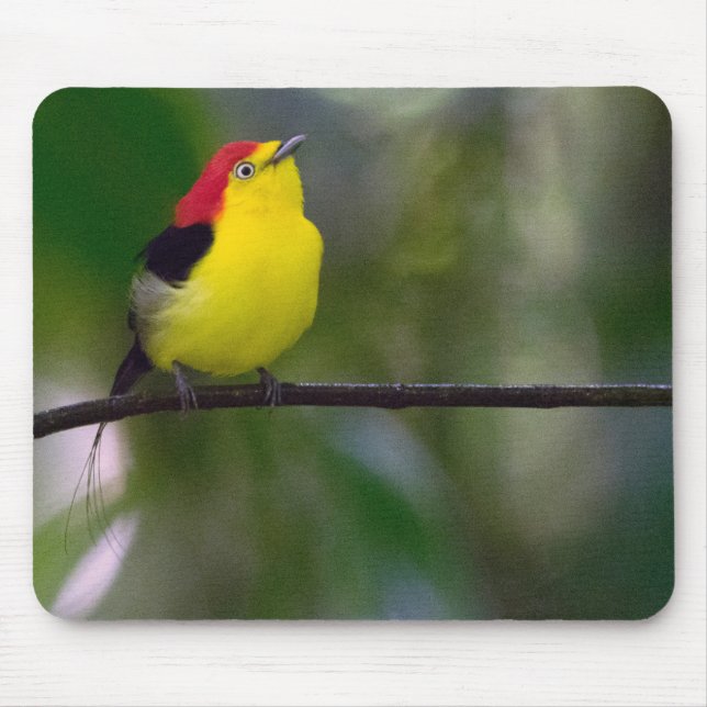 Mousepad tapete do rato Fio-atado de Manakin (Frente)