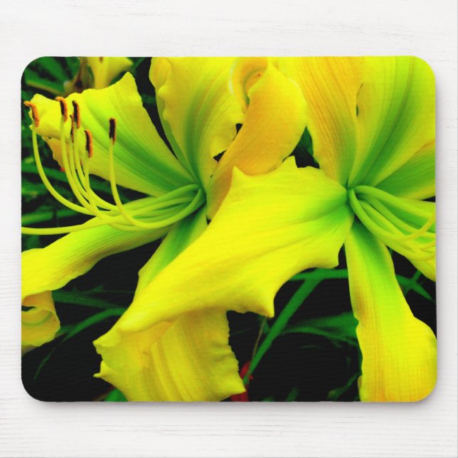 Mousepad Tapete do rato: Hemerocallis (Frente)