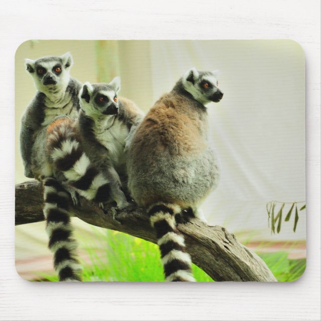 Mousepad Tapete do rato - Lemur-Anel atado (Frente)