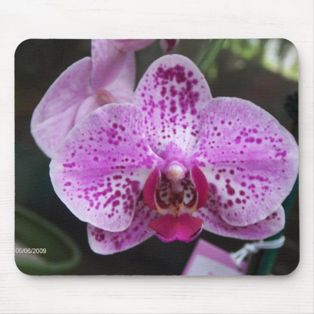Mousepad Tapete do rato roxo da orquídea (Frente)