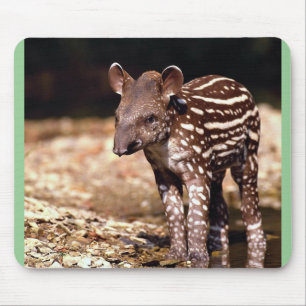 Mousepad Tapir brasileiro, vitela nova ao lado do rio