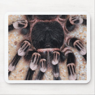 Mousepad Tarantula branco brasileiro do joelho