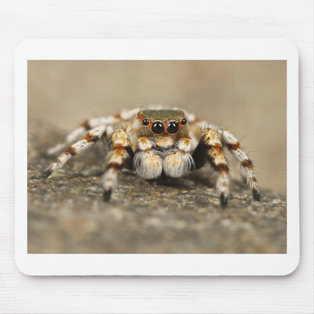 Mousepad Tarantula Jumping Bird Spider Acessórios incríveis (Frente)