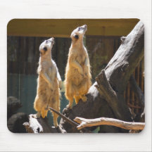 Taronga Western Plains Zoo Dubbo - Meerkat
