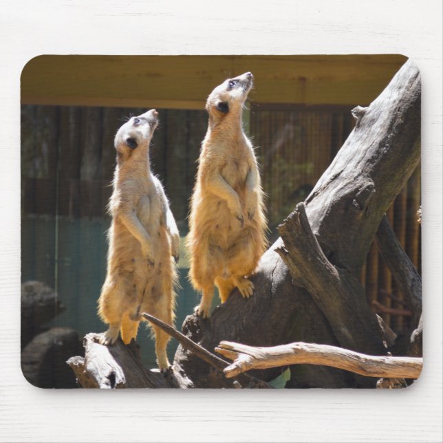 Mousepad Taronga Western Plains Zoo Dubbo - Meerkat (Frente)