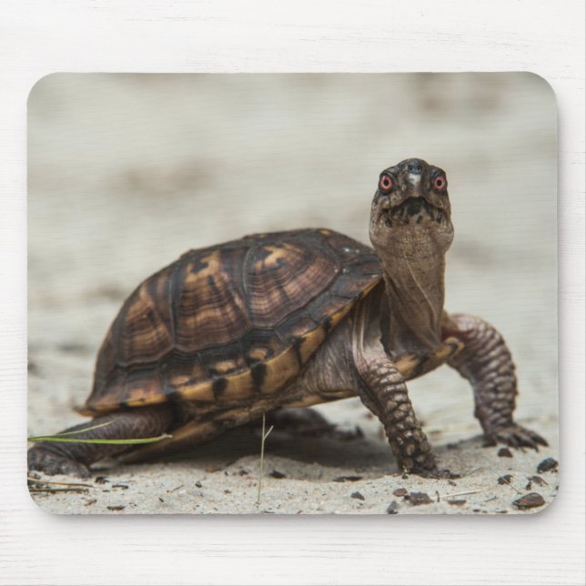 Mousepad Tartaruga-comum (Frente)