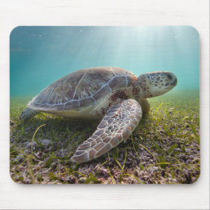 Mousepad Tartaruga de mar verde na baía do crepúsculo  