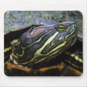 Mousepad Tartaruga-de-orelha-vermelha, Trachemys scripta el