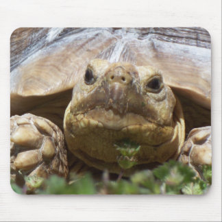 Mousepad Tartaruga de Sulcata