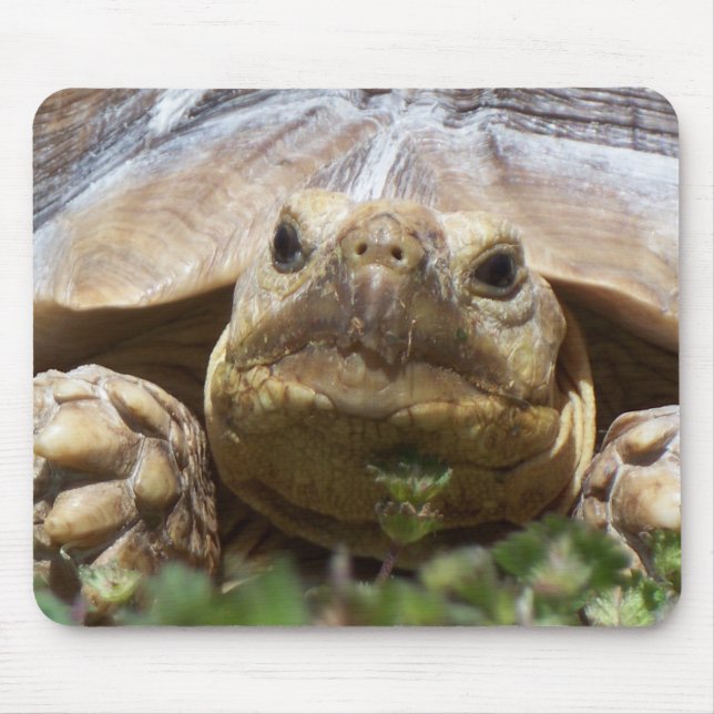 Mousepad Tartaruga de Sulcata (Frente)