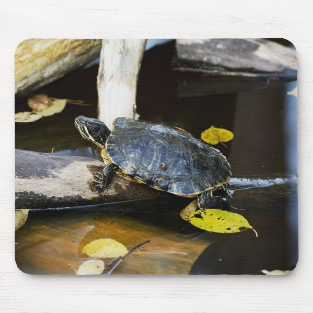 Mousepad Tartaruga do slider da lagoa no selvagem (Frente)