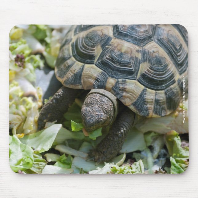Mousepad Tartaruga Fofa (Frente)