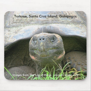 Mousepad Tartaruga, ilha de Santa Cruz, Galápagos